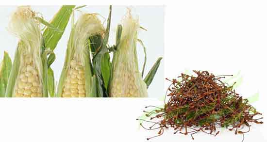 کاکل ذرت برای پروستات ؛ طریقه مصرف کاکل ذرت برای پروستات اقایان