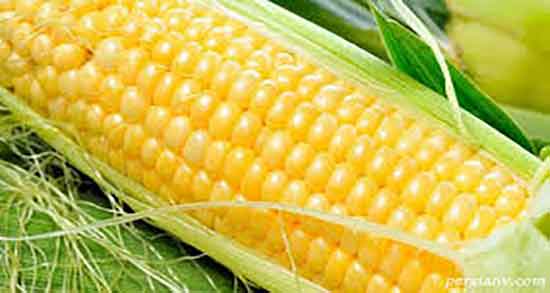 کاکل ذرت برای چی خوبه ؛ ایا کاکل ذرت برای لاغری شکم مفید است کاکل ذرت برای چی خوبه ؛ ایا کاکل ذرت برای لاغری شکم مفید است