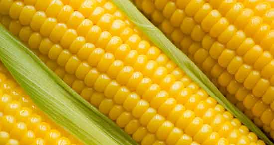 کاکل ذرت برای کلیه ؛ جوشانده کاکل ذرت برای درمان سنگ کلیه