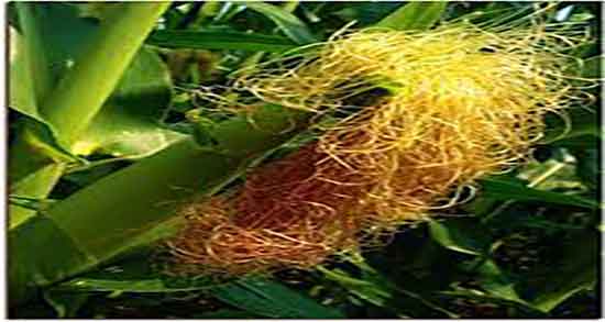 کاکل ذرت و خارخاسک ؛ ترکیب کاکل ذرت و خارخاسک برای کنترل دیابت کاکل ذرت و خارخاسک ؛ ترکیب کاکل ذرت و خارخاسک برای کنترل دیابت