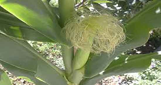 کاکل ذرت و سنگ کلیه ؛ مصرف کاکل ذرت برای درمان سنگ کلیه