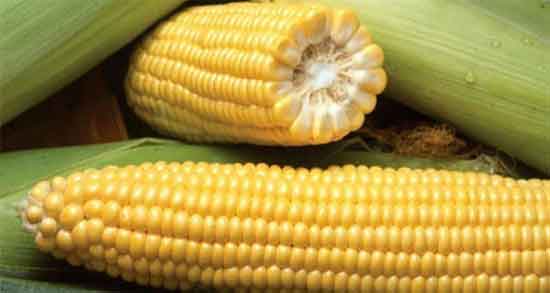 کاکل ذرت و عفونت ادراری ؛ میزان کاکل ذرت برای درمان عفونت ادراری