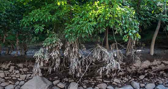 کاکل ذرت و چوب گیلاس ؛ مصرف کاکل ذرت و چوب گیلاس برای سنگ کلیه کاکل ذرت و چوب گیلاس ؛ مصرف کاکل ذرت و چوب گیلاس برای سنگ کلیه