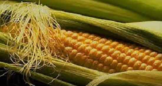 کاکل ذرت گرم یا سرد ؛ طبیعت کاکل ذرت برای بدن سرد است یا گرم کاکل ذرت گرم یا سرد ؛ طبیعت کاکل ذرت برای بدن سرد است یا گرم
