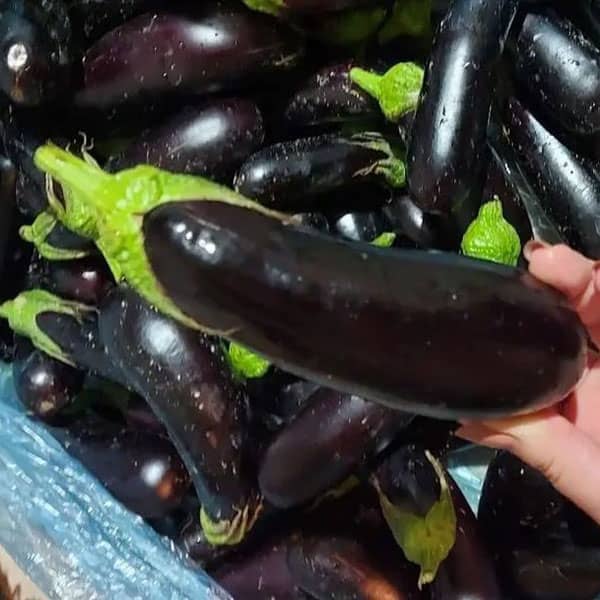 کلاهک بادمجان برای عفونت واژن ؛ خوردن کلاهک بادمجان برای عفونت رحم کلاهک بادمجان برای عفونت واژن ؛ خوردن کلاهک بادمجان برای عفونت رحم