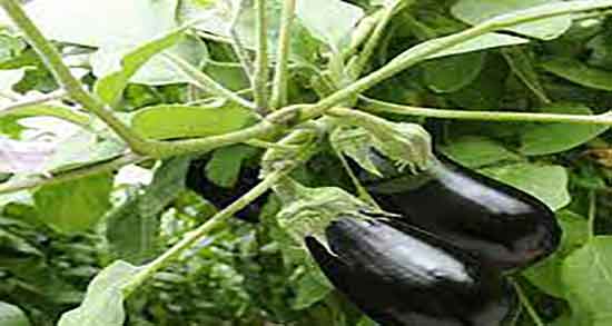 کلاهک بادمجان برای قند خوبه ؛ ایا کلاهک بادمجان برای دیابت خوبه کلاهک بادمجان برای قند خوبه ؛ ایا کلاهک بادمجان برای دیابت خوبه