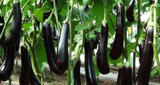 کلاهک بادمجان و بواسیر ؛ خاصیت کلاهک بادمجان برای درمان بواسیر کلاهک بادمجان و بواسیر ؛ خاصیت کلاهک بادمجان برای درمان بواسیر