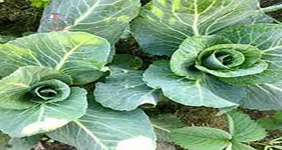 کلم برگ برای سرماخوردگی ؛ درمان درد گلو با مصرف کلم برگ پخته شده کلم برگ برای سرماخوردگی ؛ درمان درد گلو با مصرف کلم برگ پخته شده