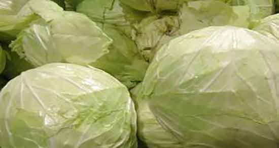 کلم برگ برای سگ ؛ عوارض دادن کلم برگ به سگ و گربه چیست کلم برگ برای سگ ؛ عوارض دادن کلم برگ به سگ و گربه چیست