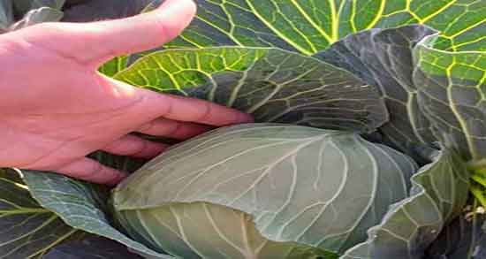 کلم برگ برای قناری ؛ خاصیت دادن کلم برگ قرمز به انواع پرندگان کلم برگ برای قناری ؛ خاصیت دادن کلم برگ قرمز به انواع پرندگان