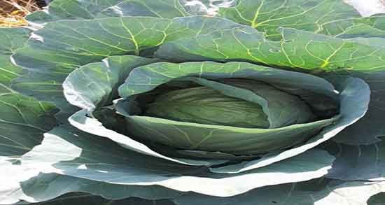 کلم برگ در طب سنتی ؛ فواید مصرف کلم برگ از نظر طب سنتی چیست کلم برگ در طب سنتی ؛ فواید مصرف کلم برگ از نظر طب سنتی چیست