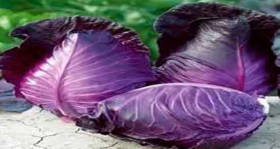 کلم برگ و دیابت ؛ ایا کلم برگ قند خون زنان باردار را کنترل میکند کلم برگ و دیابت ؛ ایا کلم برگ قند خون زنان باردار را کنترل میکند