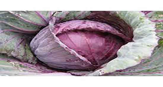 کلم برگ و سنگ کلیه ؛ درمان سنگ کلیه با خوردن کلم برگ قرمز کلم برگ و سنگ کلیه ؛ درمان سنگ کلیه با خوردن کلم برگ قرمز