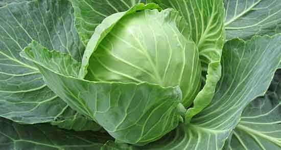 کلم برگ و فشار خون ؛ استفاده از کلم برگ برای کنترل فشار خون