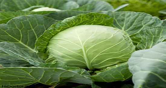 کلم برگ و لاغری ؛ طرز استفاده از کلم برگ برای لاغری و چربی سوزی کلم برگ و لاغری ؛ طرز استفاده از کلم برگ برای لاغری و چربی سوزی