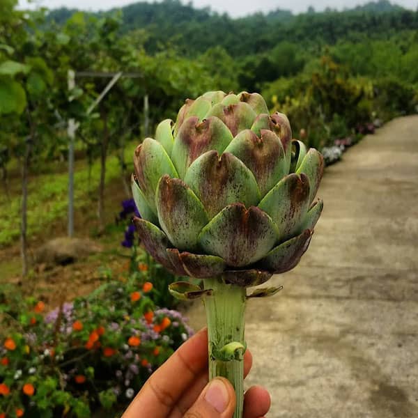 کنگر فرنگی برای جوش صورت ؛ ایا ماسک کنگر فرنگی برای جوش خوبه کنگر فرنگی برای جوش صورت ؛ ایا ماسک کنگر فرنگی برای جوش خوبه