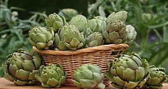 کنگر فرنگی برای نوزاد ؛ خاصیت مصرف کنگر فرنگی برای زردی نوزادان کنگر فرنگی برای نوزاد ؛ خاصیت مصرف کنگر فرنگی برای زردی نوزادان