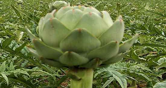 کنگر فرنگی و دیابت ؛ درمان قند خون بالا با خوردن روزانه کنگر فرنگی کنگر فرنگی و دیابت ؛ درمان قند خون بالا با خوردن روزانه کنگر فرنگی