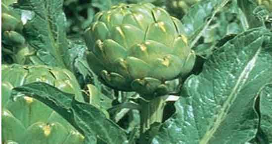 کنگر فرنگی و سنگ کلیه ؛ درمان سنگ کلیه با مصرف کنگر فرنگی کنگر فرنگی و سنگ کلیه ؛ درمان سنگ کلیه با مصرف کنگر فرنگی