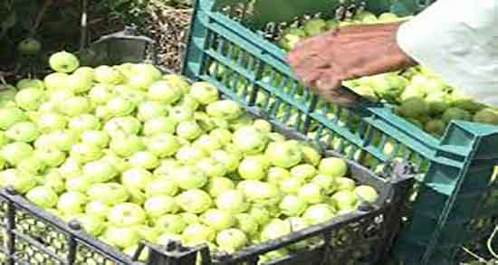 کیا با رژیم سیب لاغر شدن ؛ ایا با رژیم سیب میتوان چربی بدن را سوزاند