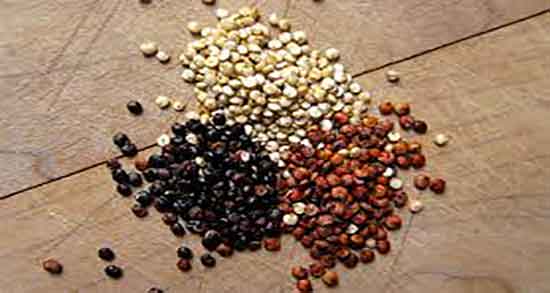 کینوا برای سگ و ایا دادن کینوا جز غذاهای ممنوعه برای سگ است کینوا برای سگ ؛ ایا دادن کینوا جز غذاهای ممنوعه برای سگ است