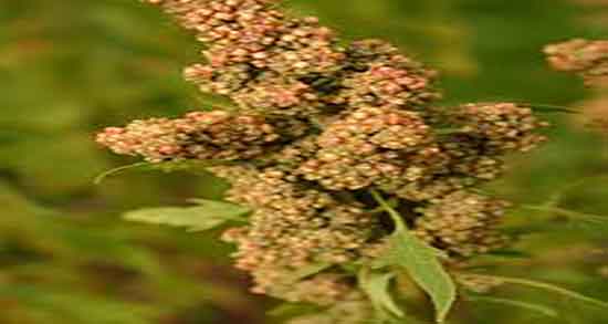 کینوا برای لاغری و ایا خوردن دانه کینوا برای لاغری شکم خوب است کینوا برای لاغری ؛ ایا خوردن دانه کینوا برای لاغری شکم خوب است