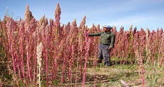 کینوا در شیردهی ؛ ایا مصرف کینوا برای افزایش شیردهی مفید است