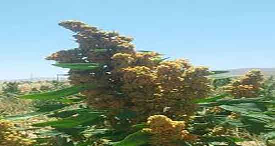 کینوا و خواص آن ؛ خاصیت خوردن کینوا برای زنان جنین باردار چیست کینوا و خواص آن ؛ خاصیت خوردن کینوا برای زنان جنین باردار چیست