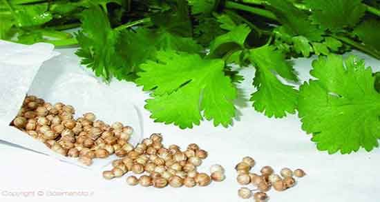 گشنیز برای دیابت ؛ ایا خوردن گشنیز برای درمان کم خونی مفید است گشنیز برای دیابت ؛ ایا خوردن گشنیز برای درمان کم خونی مفید است