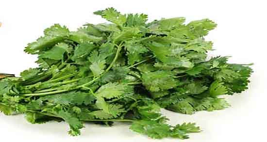 گشنیز برای معده ؛ فواید مصرف گشنیز برای درمان زخم معده چیست گشنیز برای معده ؛ فواید مصرف گشنیز برای درمان زخم معده چیست