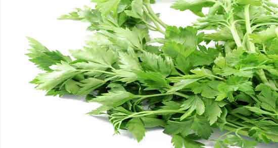 گشنیز برای کم خونی ؛ درمان کم خونی کودکان با خوردن گشنیز تازه گشنیز برای کم خونی ؛ درمان کم خونی کودکان با خوردن گشنیز تازه