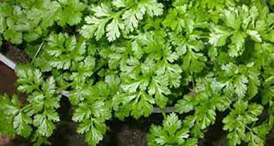 گشنیز در بارداری ؛ خاصیت مصرف سوپ گشنیز در دوران بارداری زنان گشنیز در بارداری ؛ خاصیت مصرف سوپ گشنیز در دوران بارداری زنان