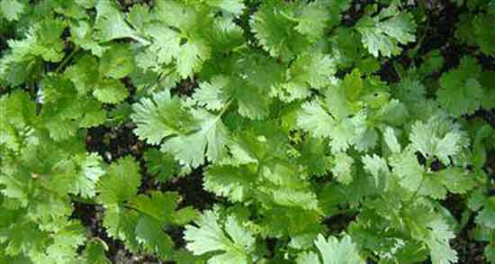 گشنیز در شیردهی ؛ خواص مصرف گشنیز در دوران شیردهی چیست گشنیز در شیردهی ؛ خواص مصرف گشنیز در دوران شیردهی چیست