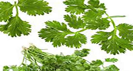 گشنیز در فال قهوه ؛ تعبیر علامت گشنیر در فال قهوه چیست