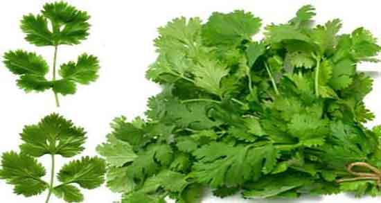 گشنیز و خاصیت آن ؛ خواص خوردن گشنیز از نظر طب اسلامی