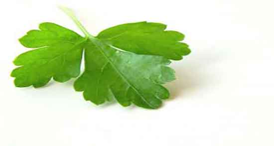 گشنیز و قاعدگی و خواص دمنوش گشنیز برای سقط جنین چیست گشنیز و قاعدگی ؛ خواص دمنوش گشنیز برای سقط جنین چیست