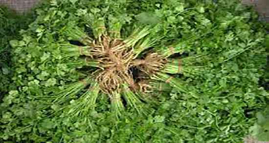 گشنیز و کبد چرب ؛ روشهای پاکسازی کبد چرب با خوردن گشنیز