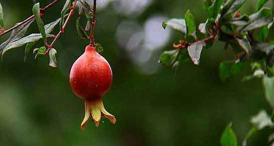 گل انار برای اسهال ؛ خاصیت دارویی استفاده از گل انار برای درمان اسهال گل انار برای اسهال ؛ خاصیت دارویی استفاده از گل انار برای درمان اسهال