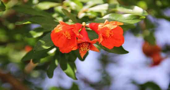 گل انار برای عفونت رحم ؛ تاثیر استفاده از گل انار برای درمان عفونت رحم گل انار برای عفونت رحم ؛ تاثیر استفاده از گل انار برای درمان عفونت رحم