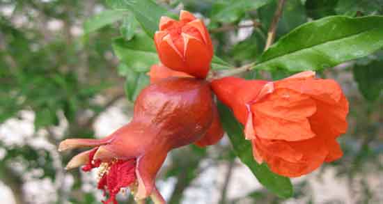 گل انار برای لک صورت ؛ تاثیر استفاده از گل انار برای از بین بردن لک صورت گل انار برای لک صورت ؛ تاثیر استفاده از گل انار برای از بین بردن لک صورت