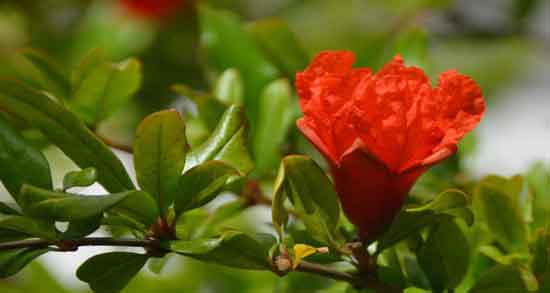 گل انار برای چی خوب است ؛ آشنایی با خواص و کاربردهای گل انار گل انار برای چی خوب است ؛ آشنایی با خواص و کاربردهای گل انار