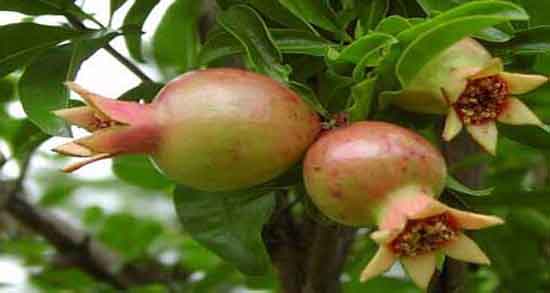 گل انار برای چی خوبه ؛ برای درمان کدام بیماری گل انار مفید است گل انار برای چی خوبه ؛ برای درمان کدام بیماری گل انار مفید است