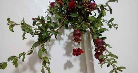 گل انار برای کک و مک ؛ روش استفاده از گل انار برای از بین بردن کک و مک پوست گل انار برای کک و مک ؛ روش استفاده از گل انار برای از بین بردن کک و مک پوست