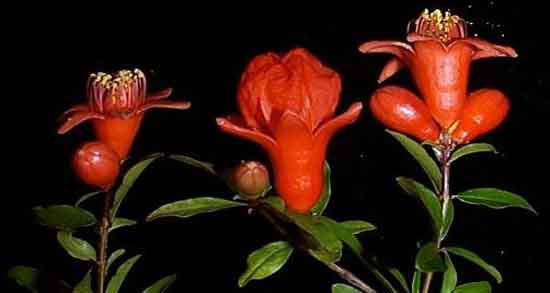 گل انار در ایران باستان ؛ گل انار چه معنی و مفهومی در ایران باستان دارد؟