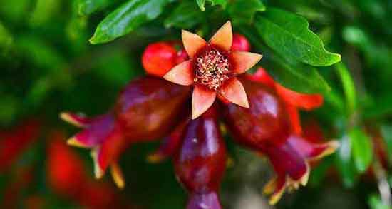 گل انار در طب سنتی ؛ خواص دارویی و درمانی گل انار از نظر طب سنتی گل انار در طب سنتی ؛ خواص دارویی و درمانی گل انار از نظر طب سنتی