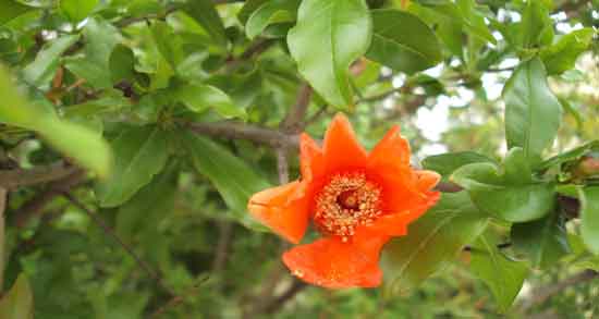 گل انار فارسی برای صورت ؛ از بین بردن جوش و لک پوست با گل انار فارسی گل انار فارسی برای صورت ؛ از بین بردن جوش و لک پوست با گل انار فارسی