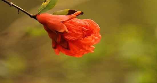 گل انار نماد چیست ؛ آیا می دانید گل انار در ایران به چه معناست؟ گل انار نماد چیست ؛ آیا می دانید گل انار در ایران به چه معناست؟