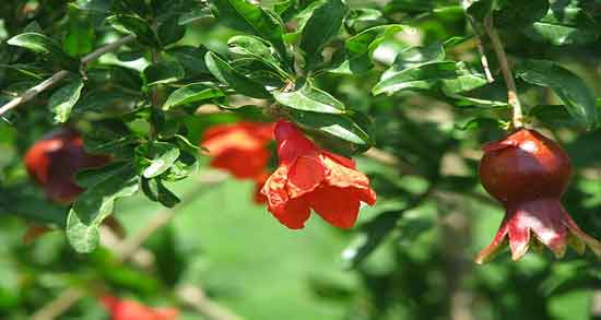 گل انار و خواص آن ؛ آشنایی با گل انار و خواص درمانی که دارد گل انار و خواص آن ؛ آشنایی با گل انار و خواص درمانی که دارد