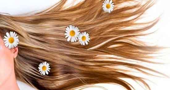 گل بابونه برای رنگ مو و چطوری با گل بابونه رنگ مو را تغییر دهیم؟ گل بابونه برای رنگ مو ؛ چطوری با گل بابونه رنگ مو را تغییر دهیم؟