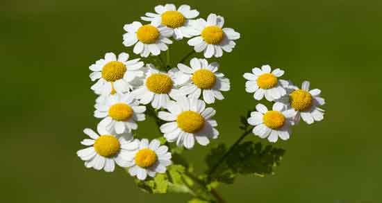 گل بابونه برای مو ؛ روش صحیح شستشوی مو با گل بابونه برای تقویت مو گل بابونه برای مو ؛ روش صحیح شستشوی مو با گل بابونه برای تقویت مو